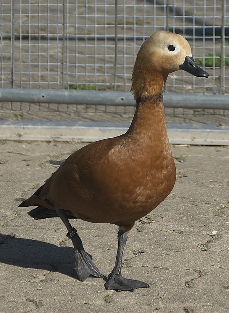 合期结束
