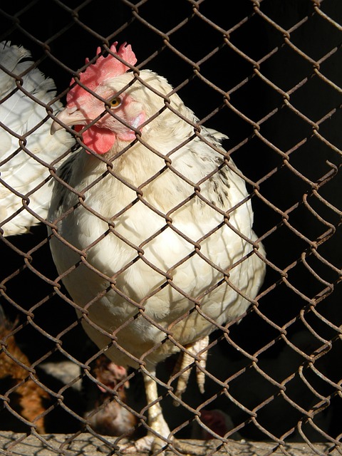 而其他俱樂 而其他俱樂