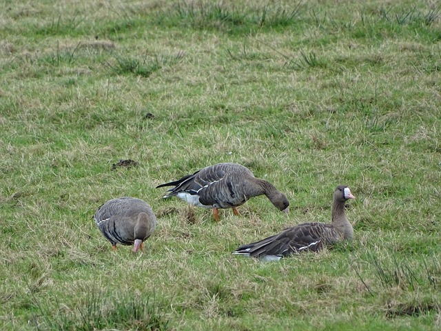 国的年轻田 国的年轻田